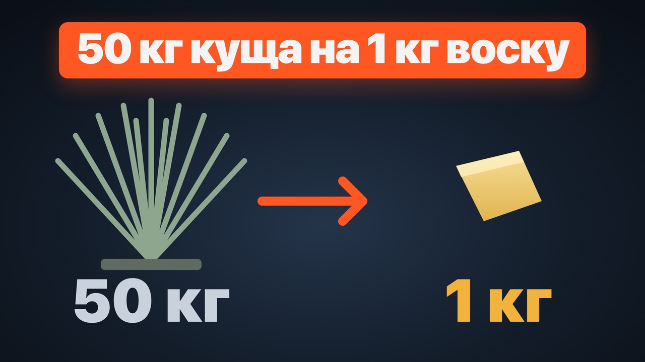 Канделільський віск: як добувають, як читати паспорт партії і де він працює